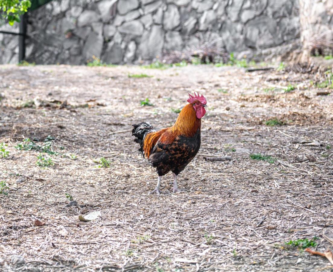 Casa Rural Bejeque テロル エクステリア 写真